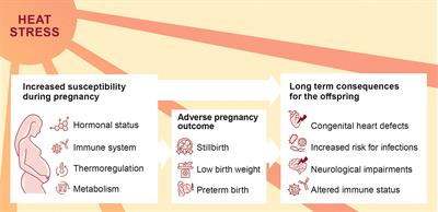 Climate change and pregnancy complications: From hormones to the immune response